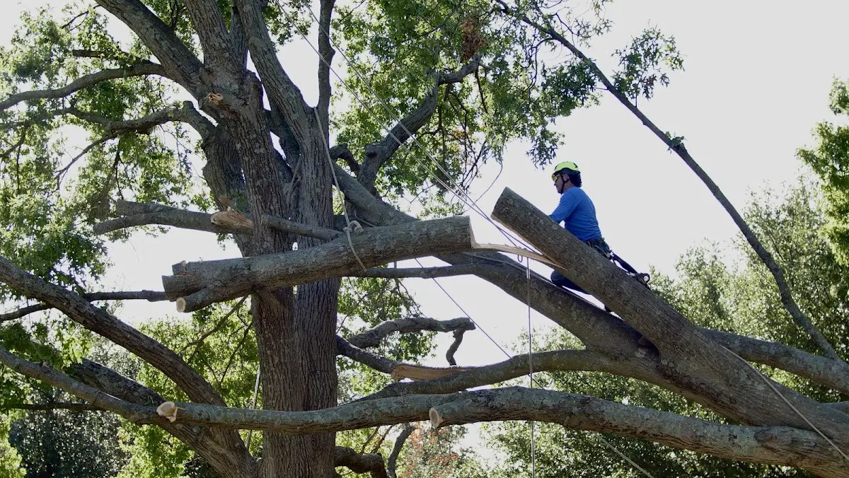 Professional Hazardous Tree Removal performed by certified arborists in Jeffersonville