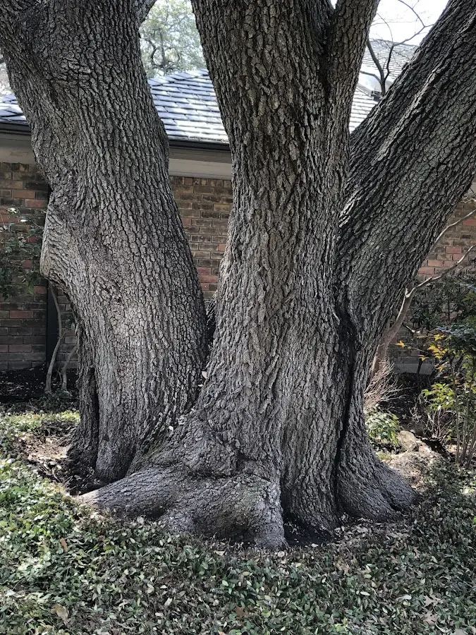Mature heritage tree close to a Jeffersonville property cared for by certified arborists